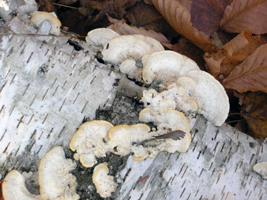 Trametes hirsuta – The Hairy Turkey Tail grows in masses, here on a fallen Paper Birch.